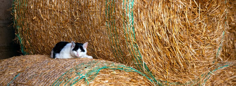 country cat health